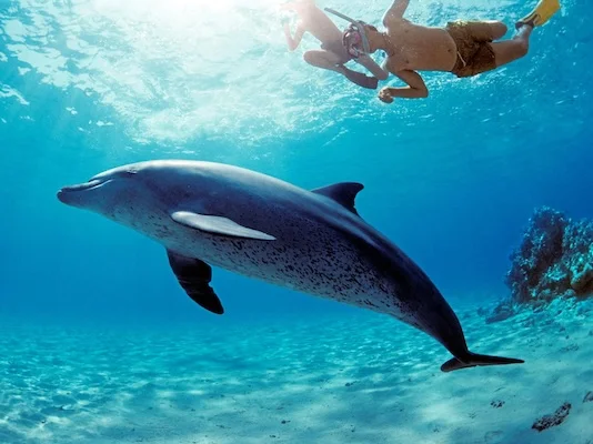 Hurghada: Dolphin house Snorkeling Lunch and Water Sports